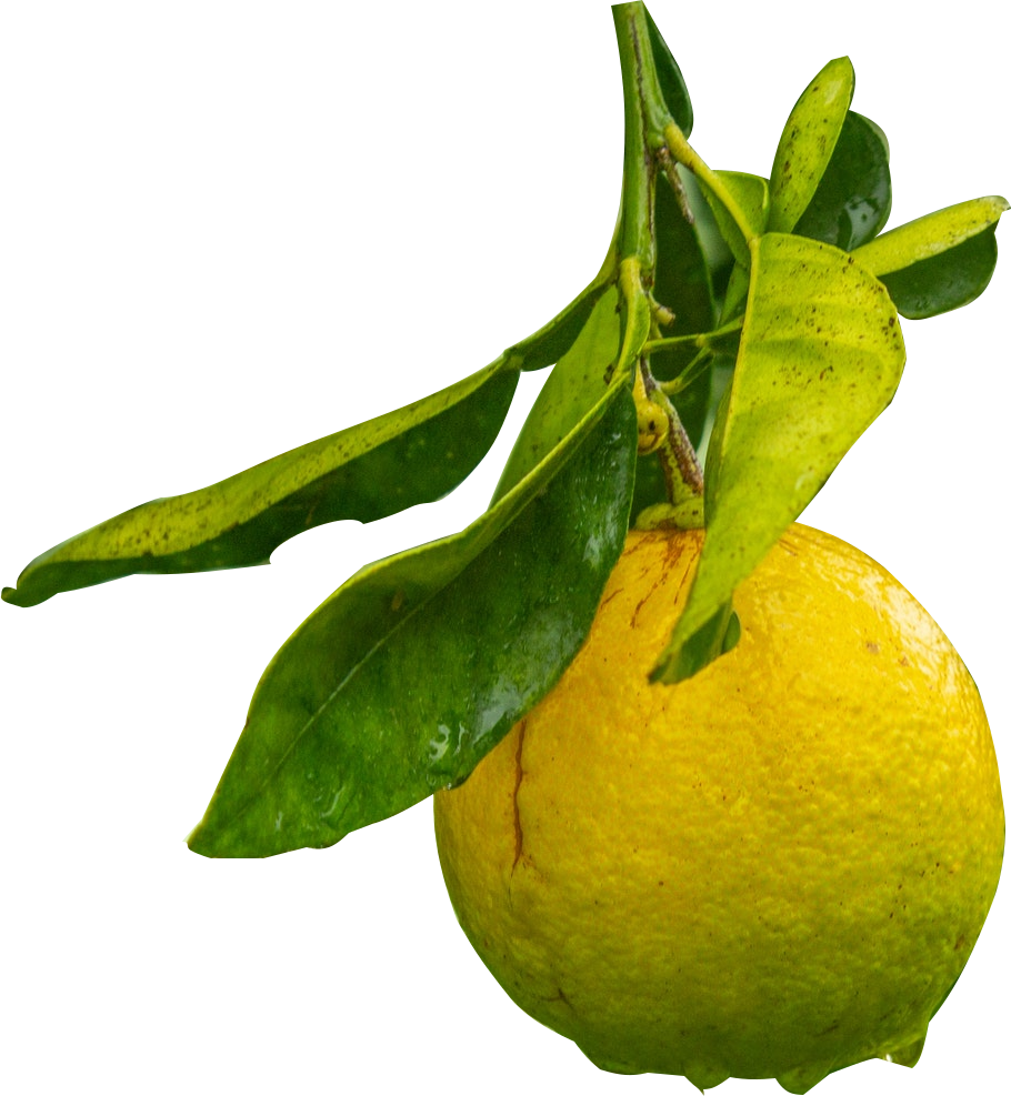 Lemon Tree no bg