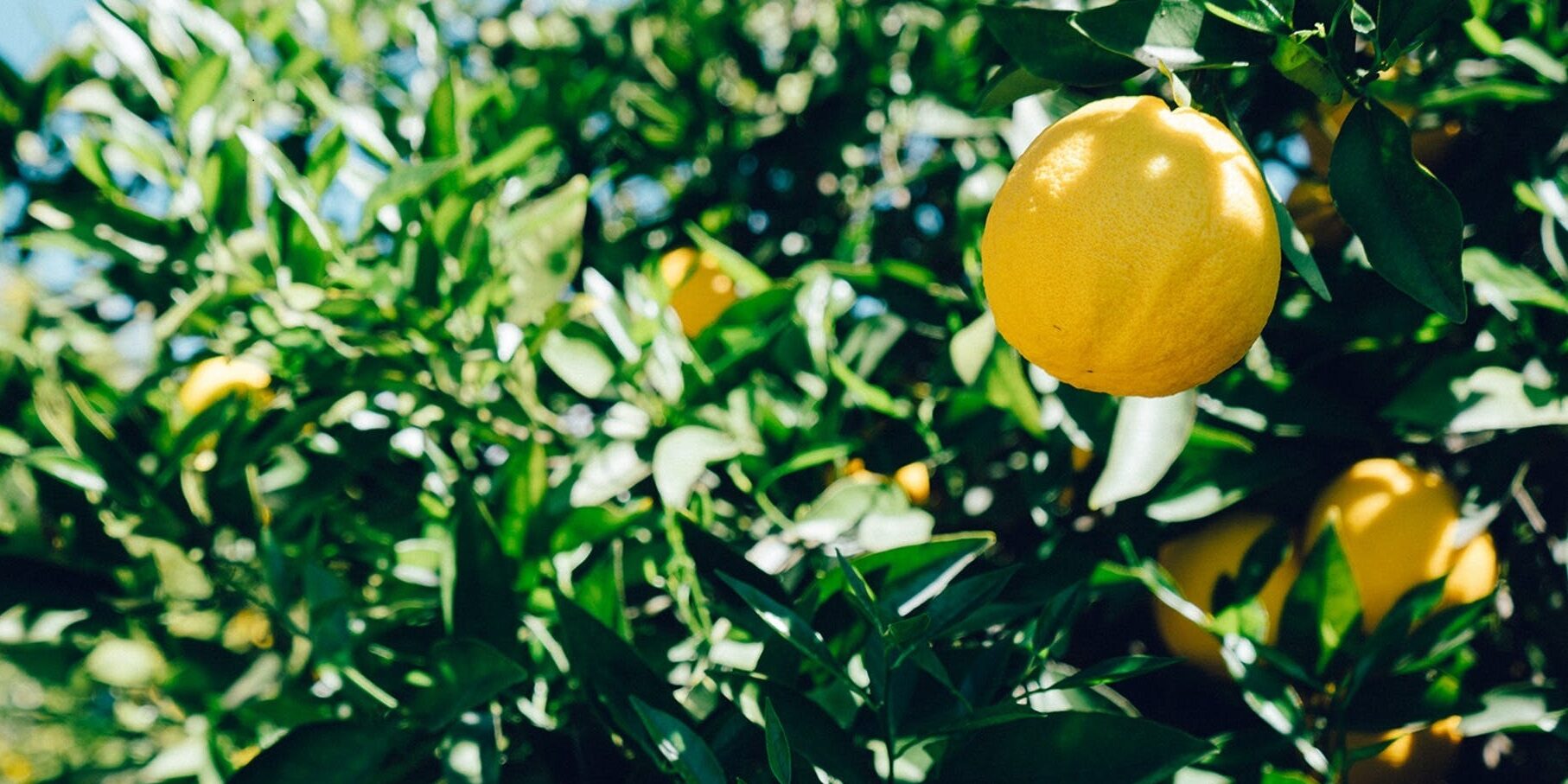 tree-lemon-fruit B